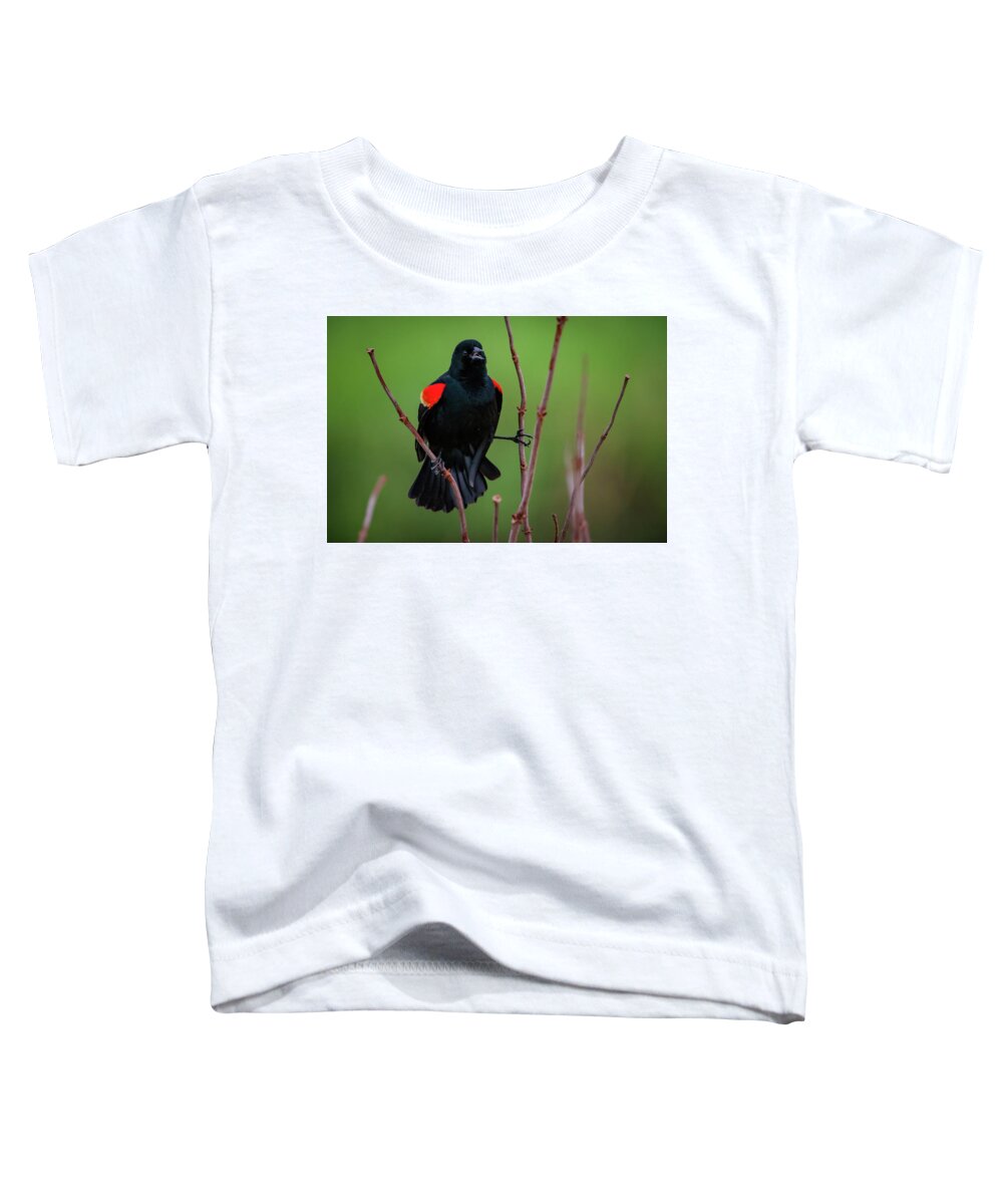 Missouri Toddler T-Shirt featuring the photograph Red Winged Blackbird by Jeff Phillippi