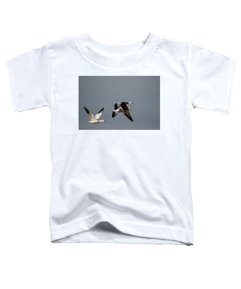 Snow Goose Toddler T-Shirt featuring the photograph Snow Geese by James Petersen