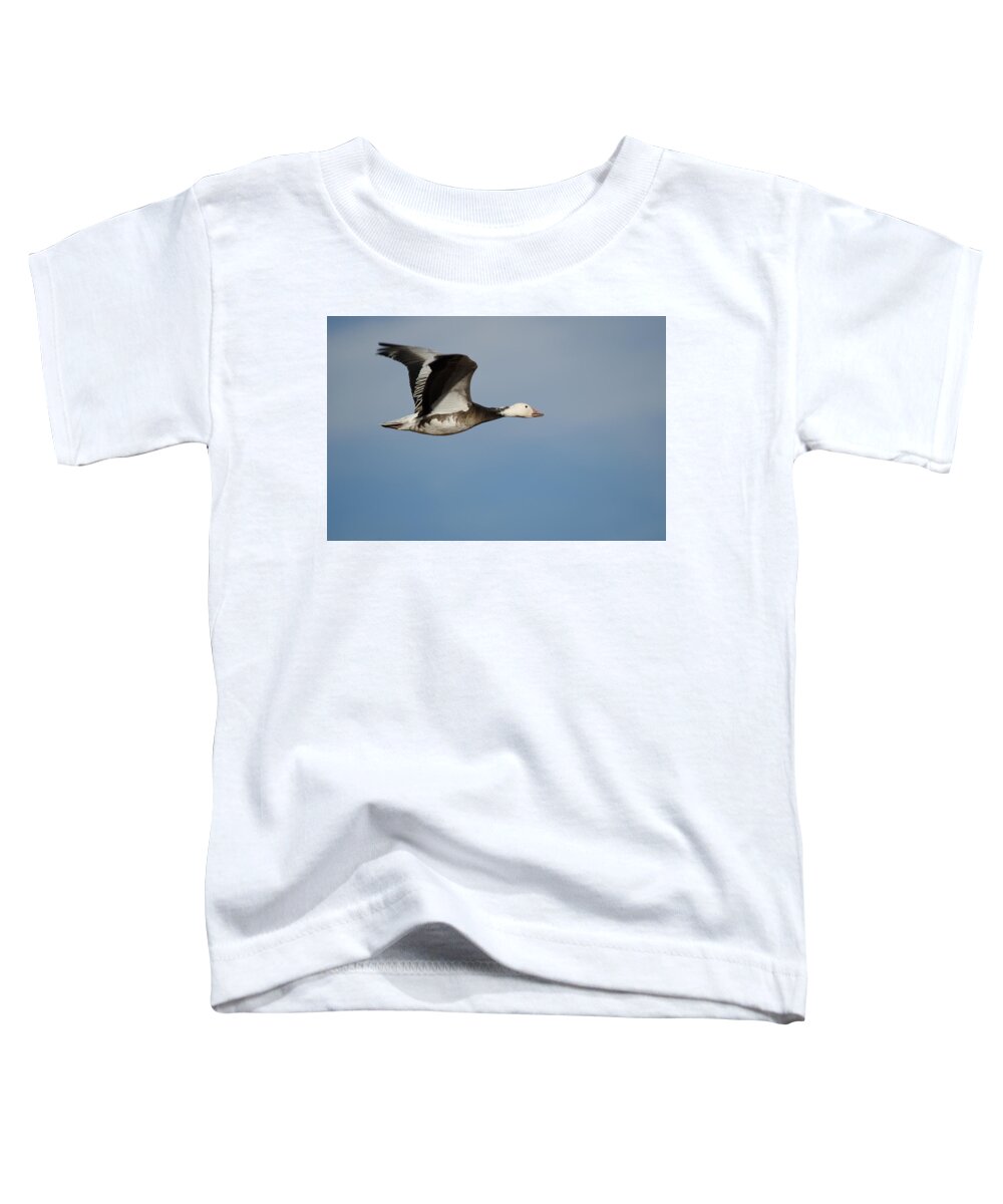 Birdwatching Toddler T-Shirt featuring the photograph Snow Goose by James Petersen