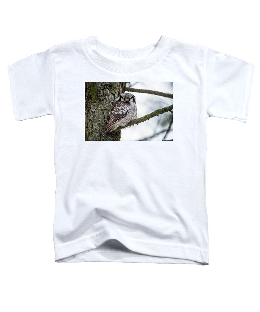 Northern Hawk Owl Toddler T-Shirt featuring the photograph The Northern Hawk Owl Perching On A Pine Branch by Torbjorn Swenelius