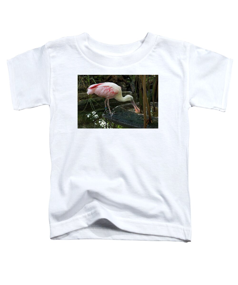 Bird Toddler T-Shirt featuring the photograph Thirsty Spoonbill by Margaret Zabor