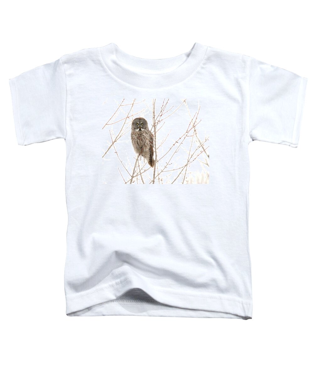 Great Gray Owl Toddler T-Shirt featuring the photograph Watching You by Heather King