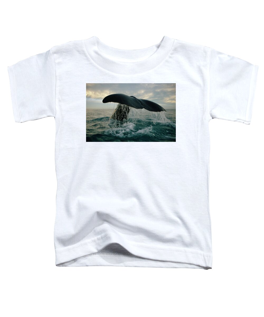 00114219 Toddler T-Shirt featuring the photograph Sperm Whale Tail #1 by Flip Nicklin
