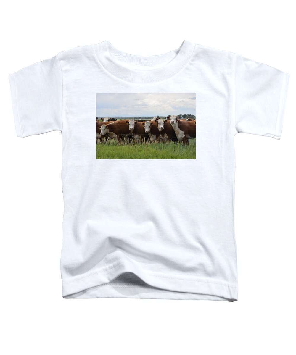 Cattle Toddler T-Shirt featuring the photograph Amused by Clarice Lakota