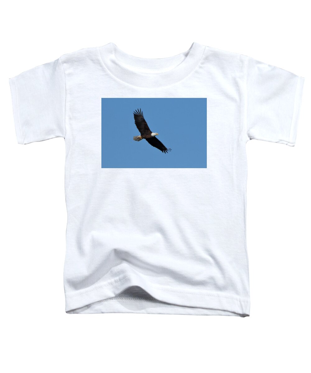 Bald Eagle Toddler T-Shirt featuring the photograph Bald Eagle at Bosque del Apache by Steve Wolfe