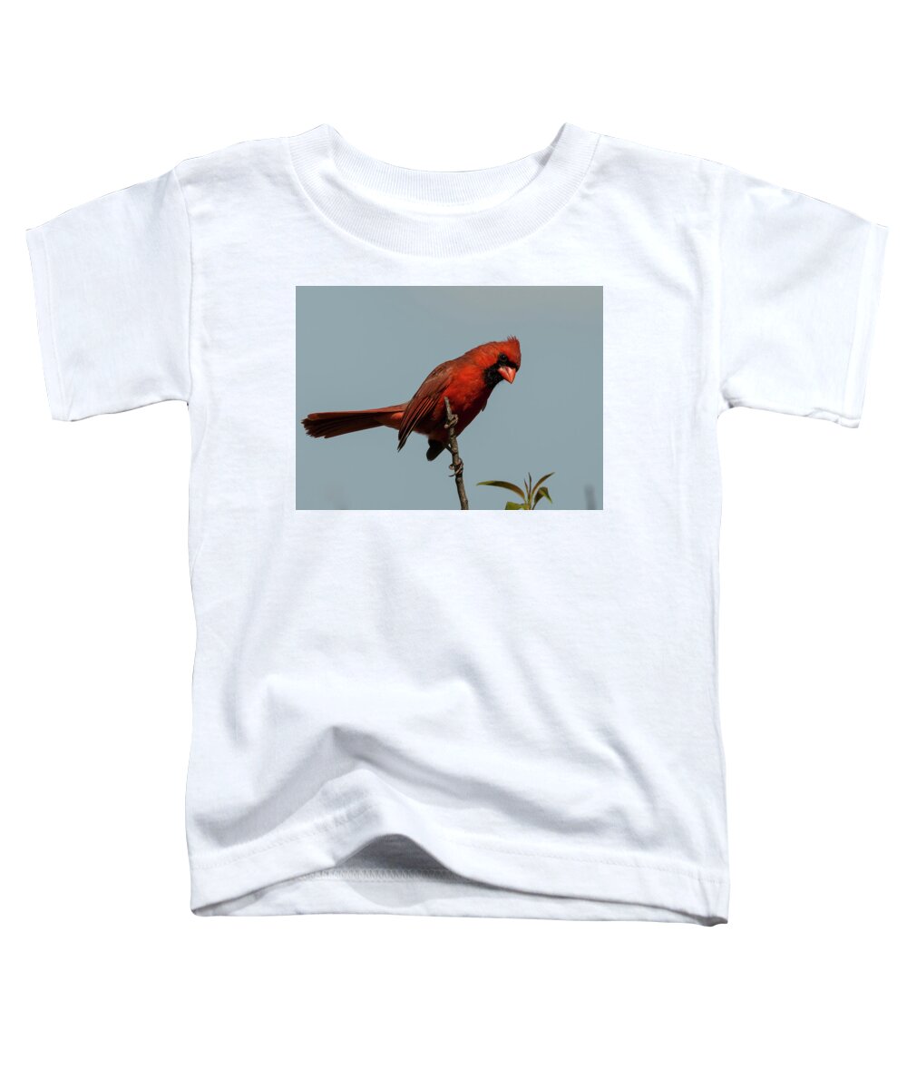 Bird Toddler T-Shirt featuring the photograph That Look by Doug McPherson