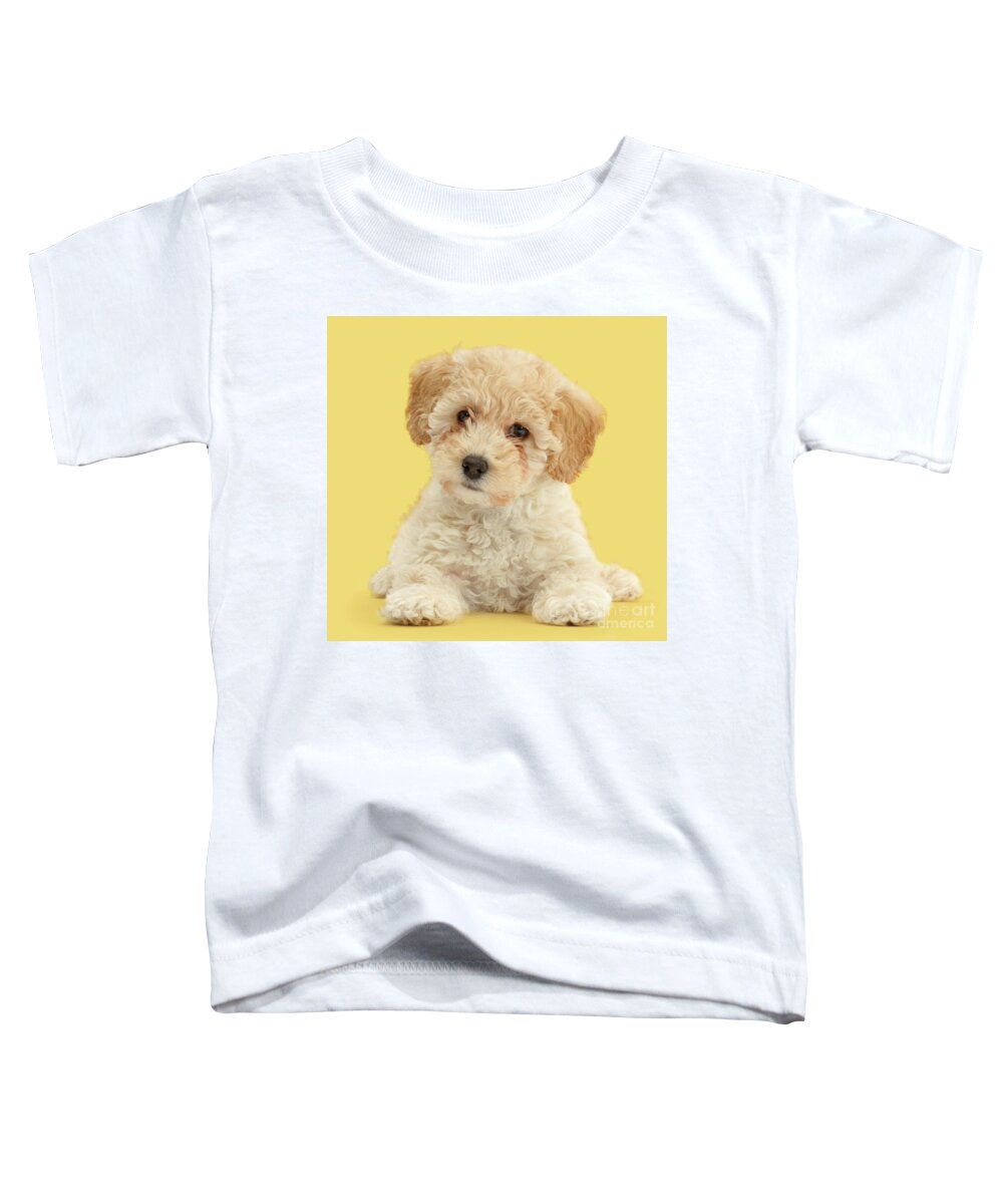 Cute Toddler T-Shirt featuring the photograph Cute Poochon puppy by Warren Photographic
