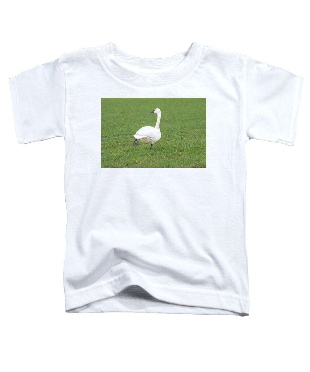 Swan Toddler T-Shirt featuring the photograph Just Stretching by Jerry Cahill