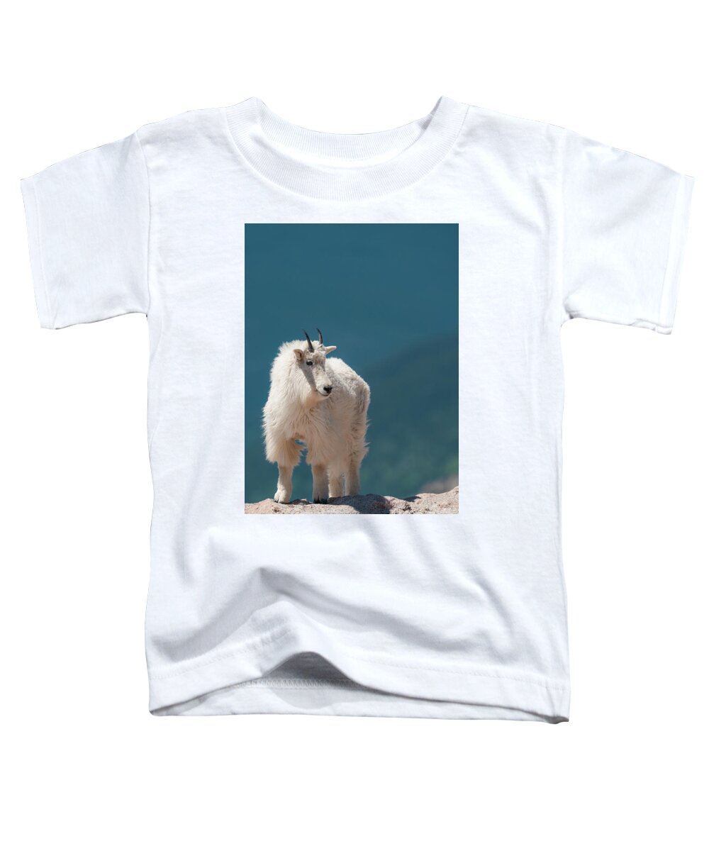 Arapaho National Forest Toddler T-Shirt featuring the photograph Mountain Goat by Maresa Pryor-Luzier