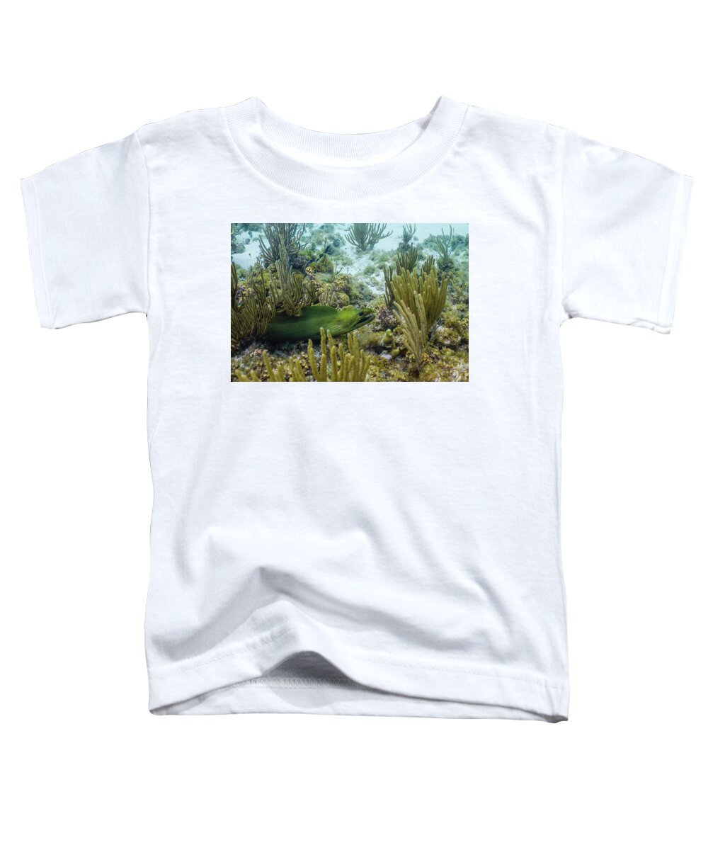 Animals Toddler T-Shirt featuring the photograph On the Prowl by Lynne Browne