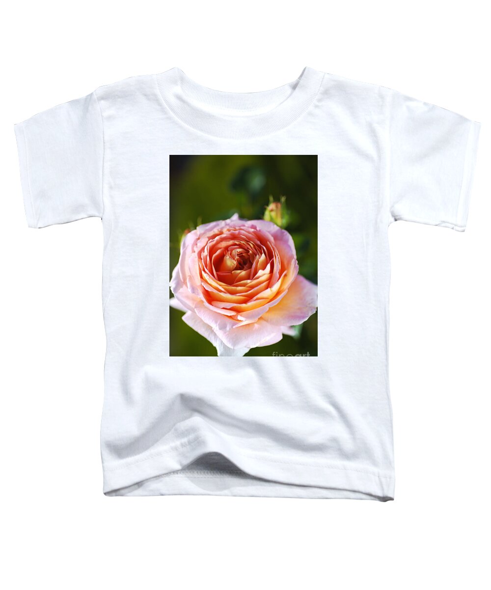 Abraham Darby Rose Flower Toddler T-Shirt featuring the photograph Pink Orange Rose by Joy Watson