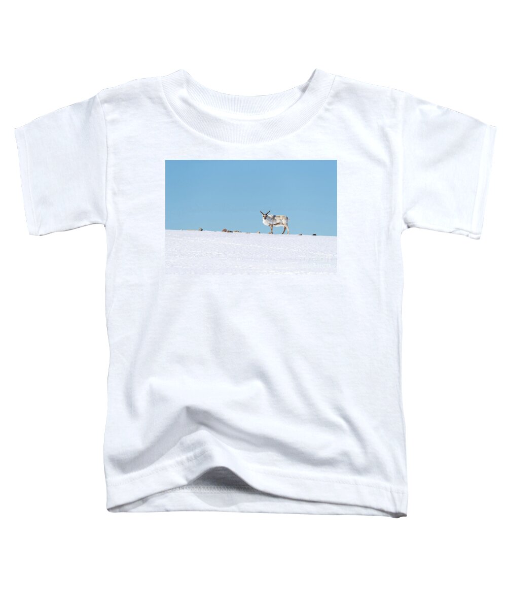 Animal Toddler T-Shirt featuring the photograph Reindeer on a hill in Svalbard by Jane Rix
