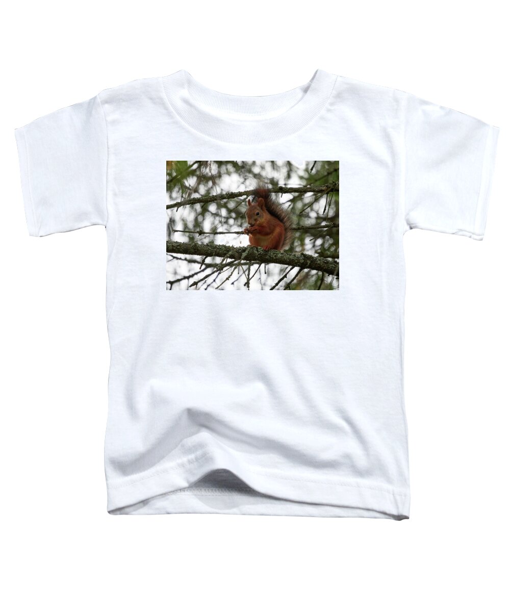 Finland Toddler T-Shirt featuring the photograph The Cone lover. Red squirrel by Jouko Lehto