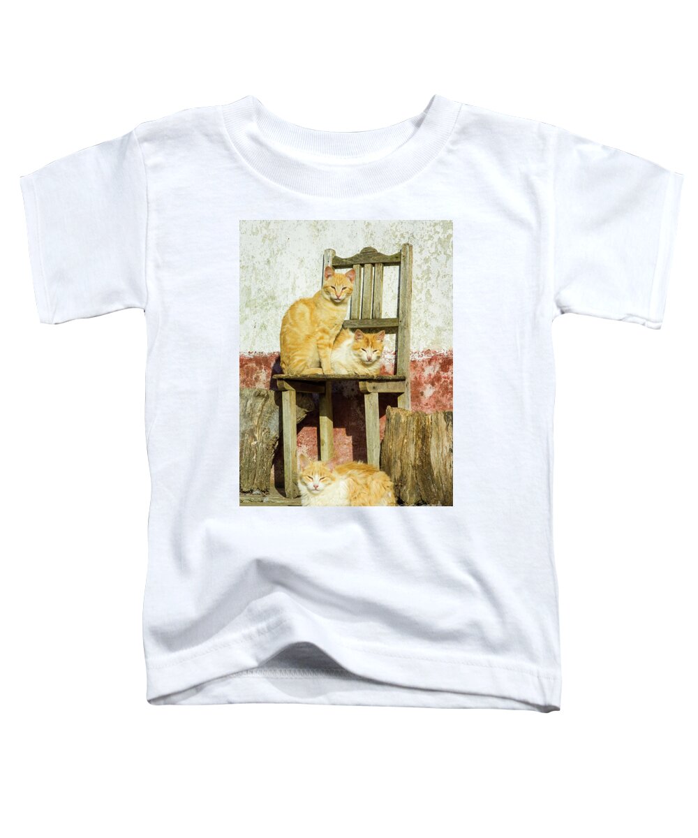 Three Cats Toddler T-Shirt featuring the photograph Three farm cats on a chair, Cercal, Portugal by Neale And Judith Clark