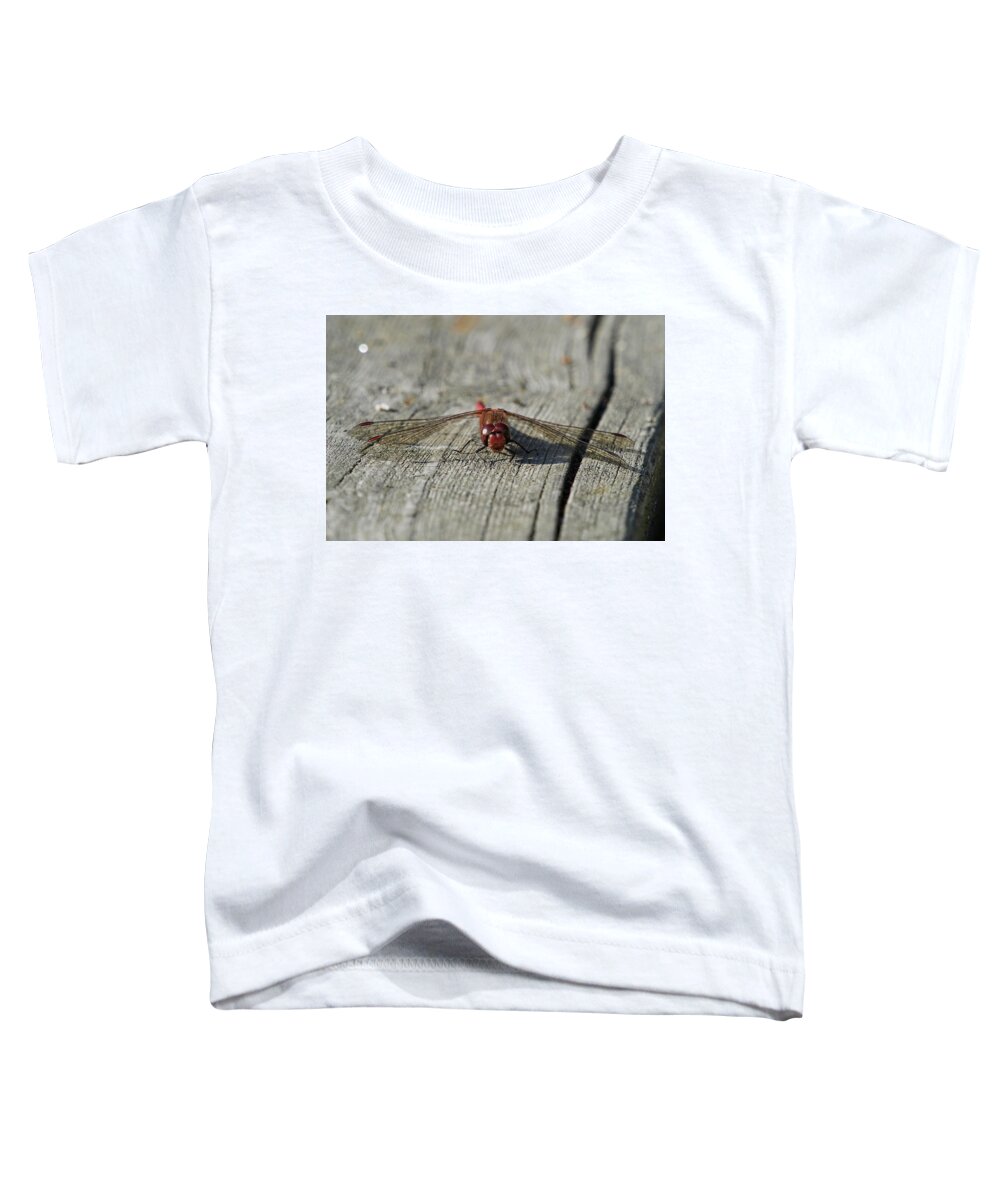 Finland Toddler T-Shirt featuring the photograph Vagrant darter face by Jouko Lehto
