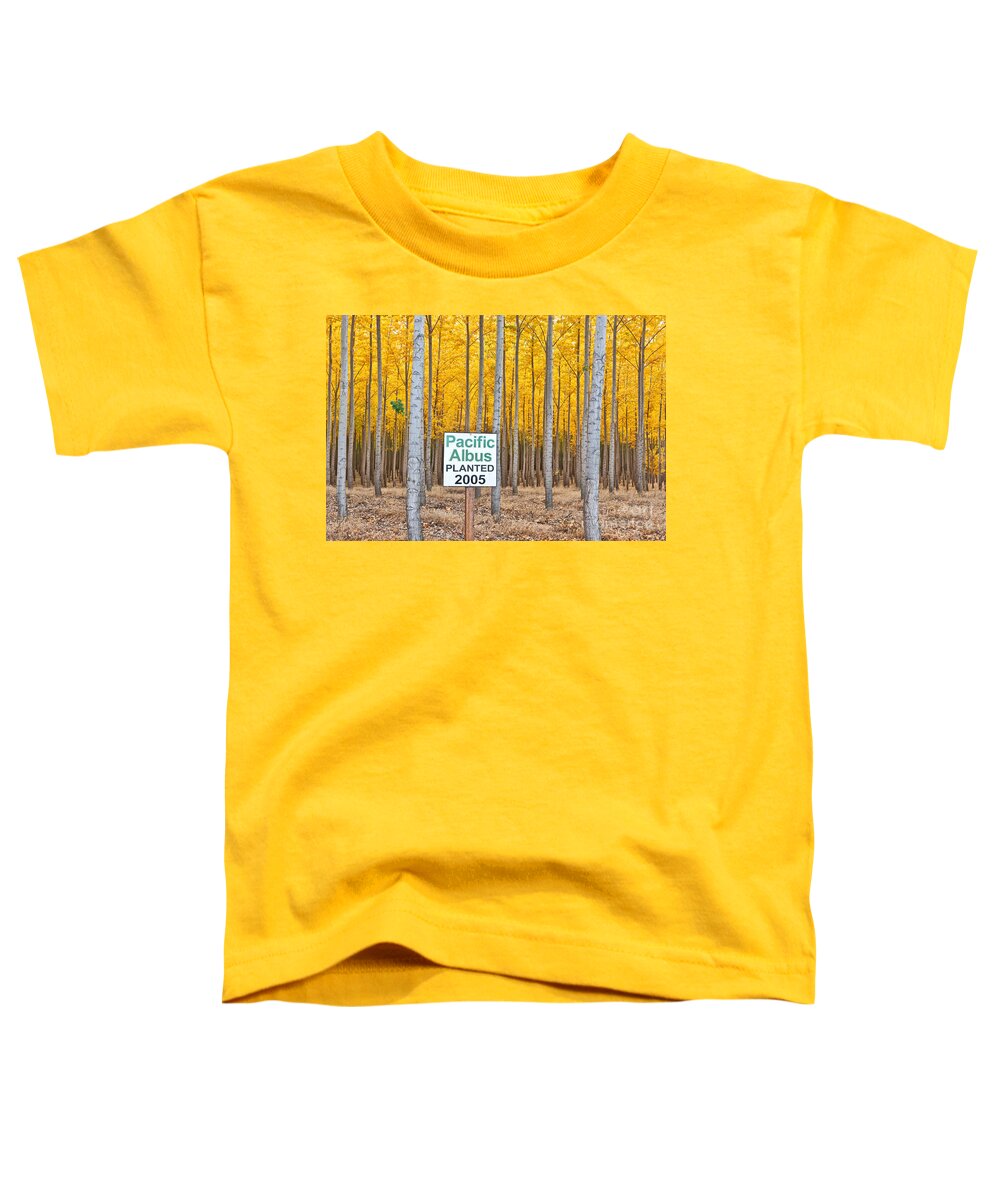 Poplar Toddler T-Shirt featuring the photograph Hybrid Poplar Plantation by Inga Spence