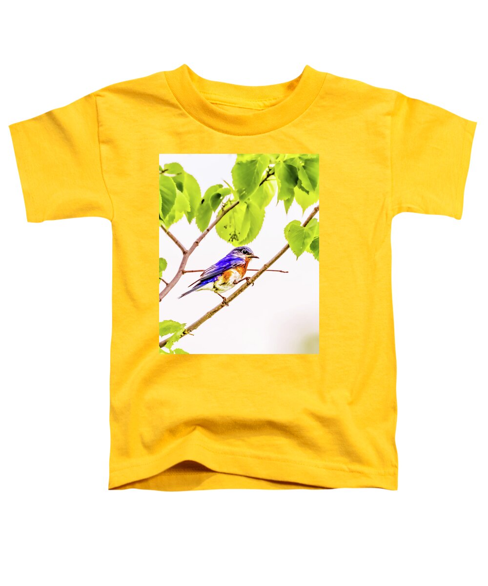 Bluebird In Branches Toddler T-Shirt featuring the photograph 5035 Bluebird in Branches by Darshan Nohner Photography