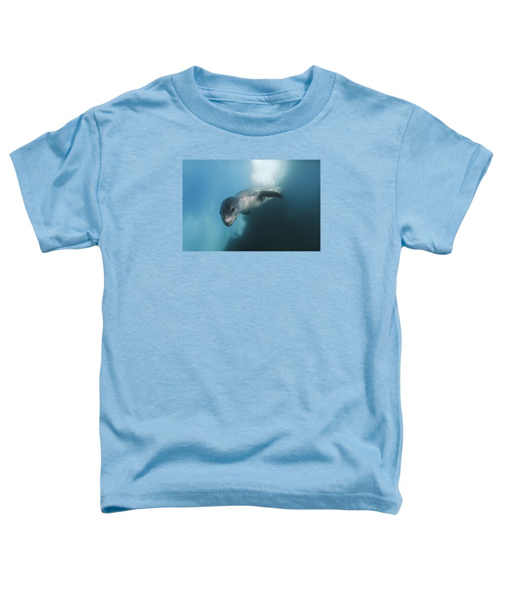 Feb0514 Toddler T-Shirt featuring the photograph Leopard Seal Antarctica #2 by Hiroya Minakuchi