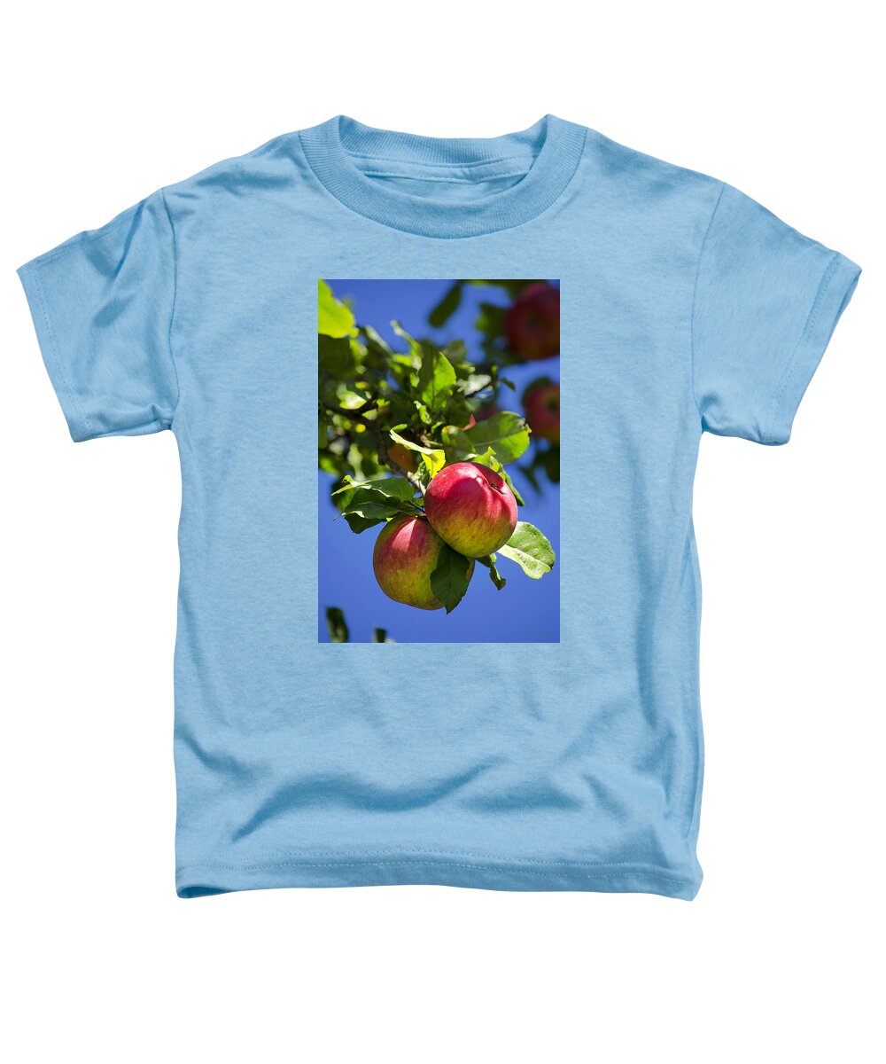 Apples Toddler T-Shirt featuring the photograph Apples on Tree by Christina Rollo