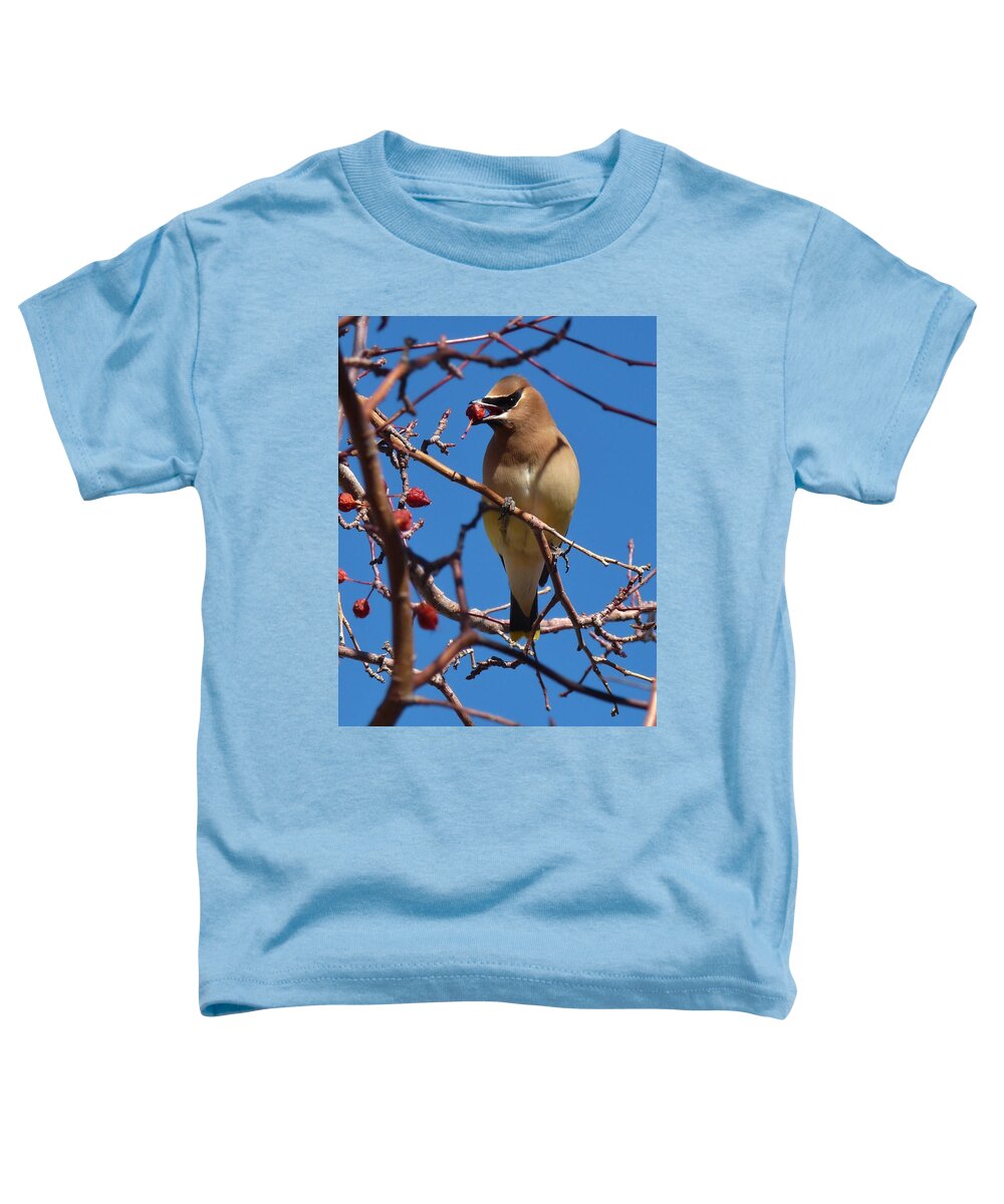 Birds Toddler T-Shirt featuring the photograph Cedar Waxwing by Tranquil Light Photography