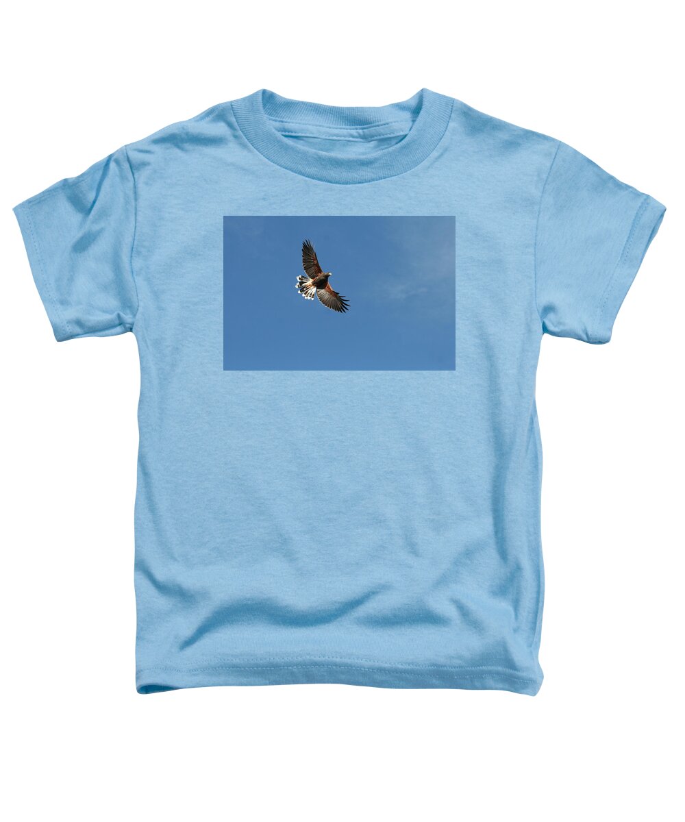 Harris Hawk Toddler T-Shirt featuring the photograph On the wing by David S Reynolds