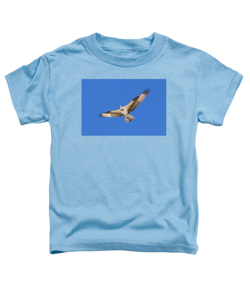 Osprey Toddler T-Shirt featuring the photograph Osprey Stares During Flyover by Tony Hake