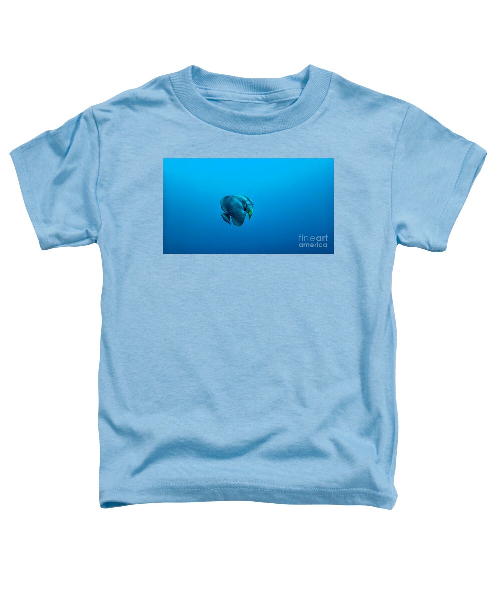 Langflossen Fledermausfisch Toddler T-Shirt featuring the photograph Platax teira by Hannes Cmarits