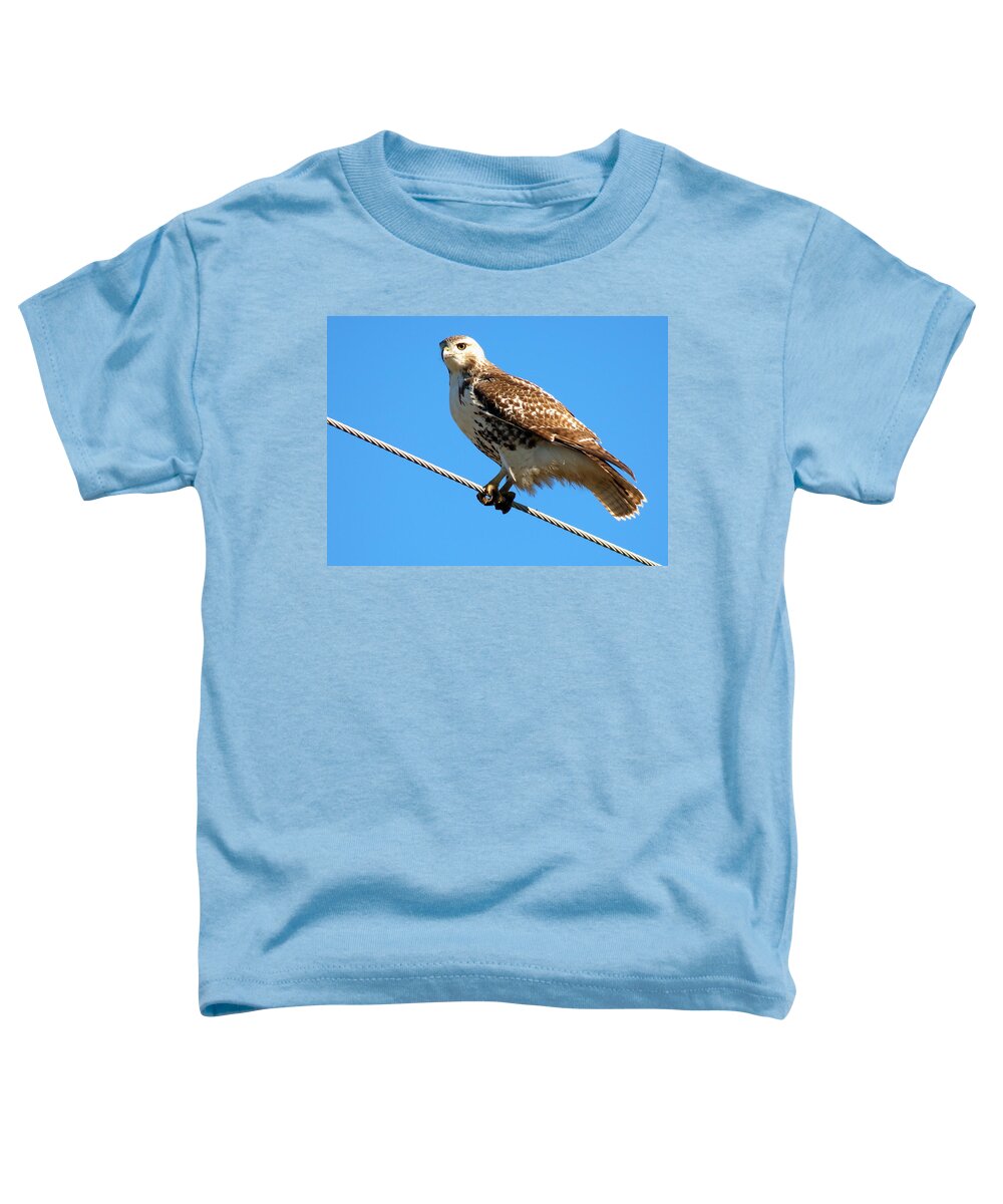 Birds Of Prey Toddler T-Shirt featuring the photograph Bird of Prey 4 by Andrea Kollo