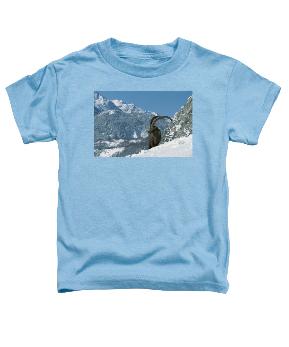 Mp Toddler T-Shirt featuring the photograph Alpine Ibex Capra Ibex Adult Male #1 by Cyril Ruoso