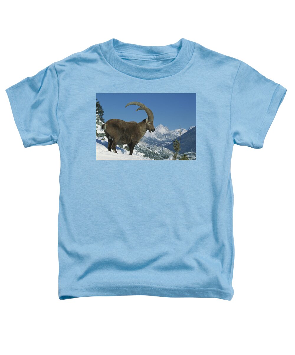 Mp Toddler T-Shirt featuring the photograph Alpine Ibex Capra Ibex Adult Male by Cyril Ruoso
