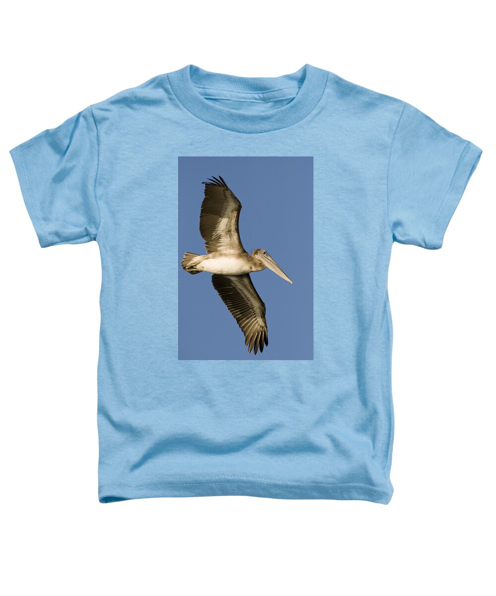 00429755 Toddler T-Shirt featuring the photograph Brown Pelican Juvenile Flying Santa by Sebastian Kennerknecht