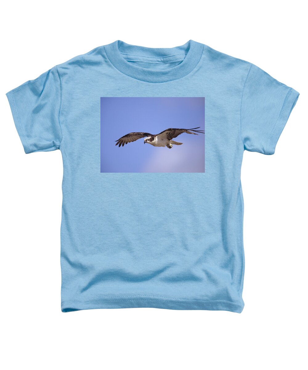 00176575 Toddler T-Shirt featuring the photograph Osprey Flying North America by Tim Fitzharris