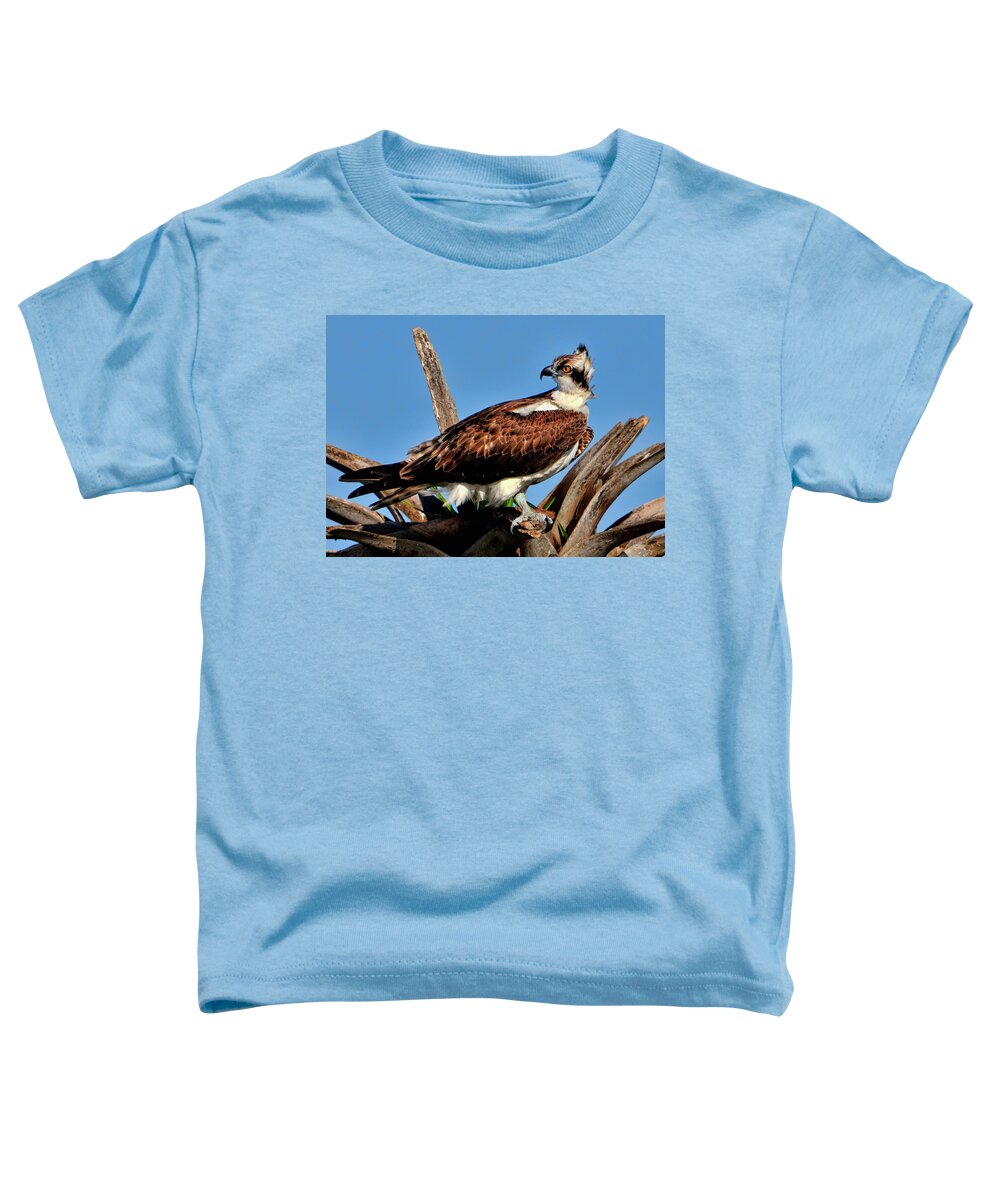 Osprey Toddler T-Shirt featuring the photograph Osprey on a windy morning by Bill Dodsworth