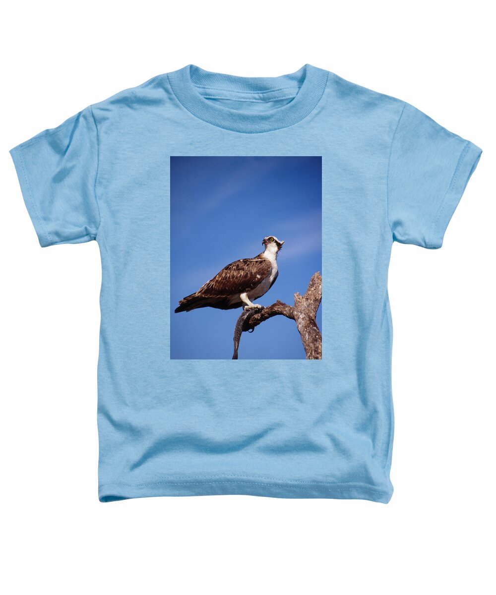 Osprey Toddler T-Shirt featuring the photograph Osprey with fish by Bradford Martin
