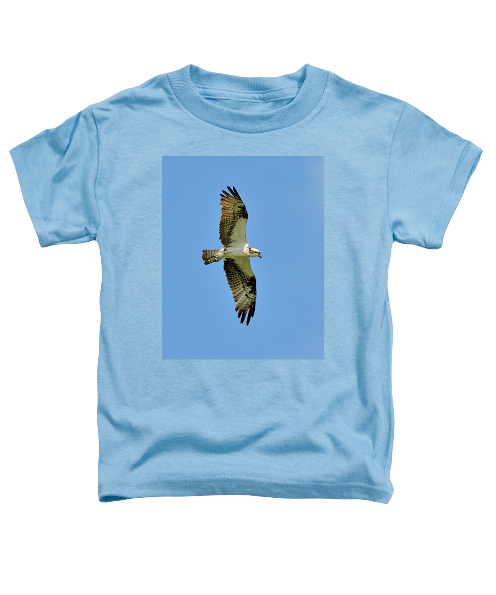 Osprey Toddler T-Shirt featuring the photograph Soaring Above by Bill Dodsworth