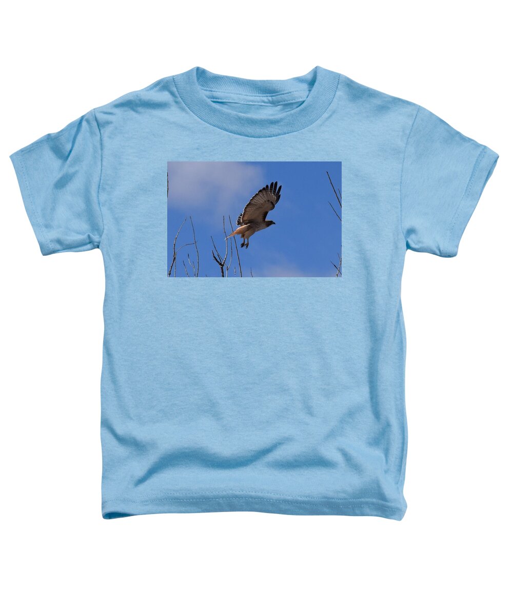 Hawk Toddler T-Shirt featuring the photograph Red Tail Hawk Female Tower Rd Denver #1 by Margarethe Binkley