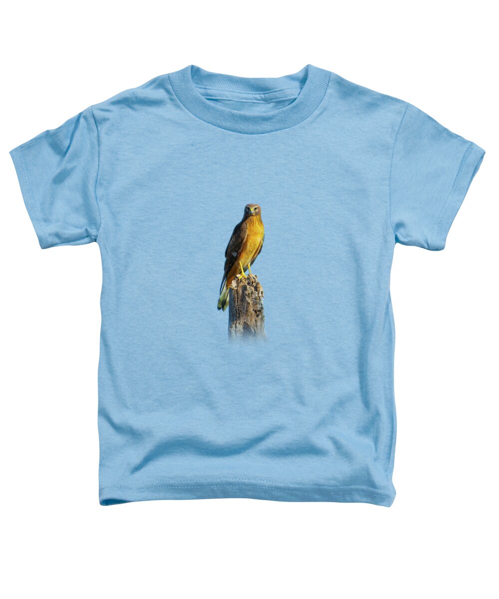 Northern Harrier Toddler T-Shirt featuring the photograph Northern Harrier Hawk by Mark Andrew Thomas