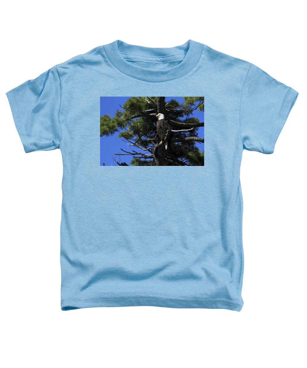 Bird Toddler T-Shirt featuring the photograph Bald Eagle perched on tree by Gary Corbett
