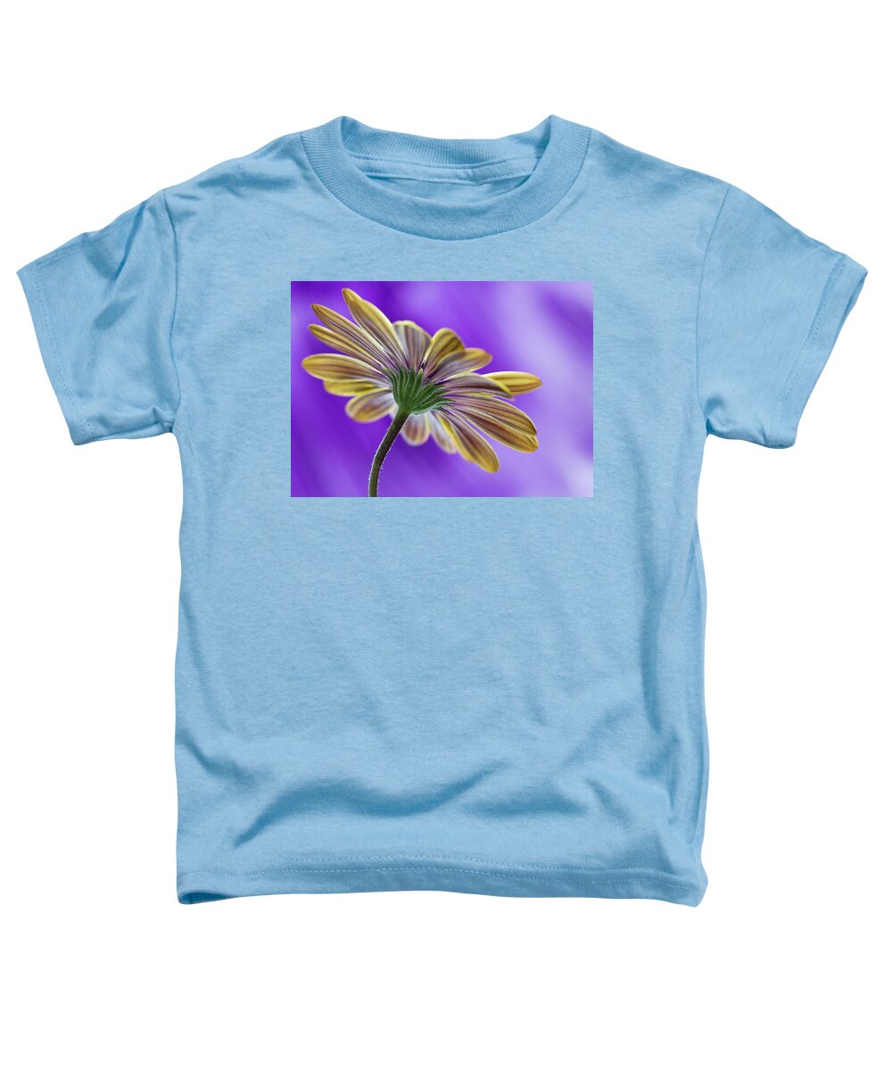 Bloom Toddler T-Shirt featuring the photograph Cape Daisy by Shirley Mitchell