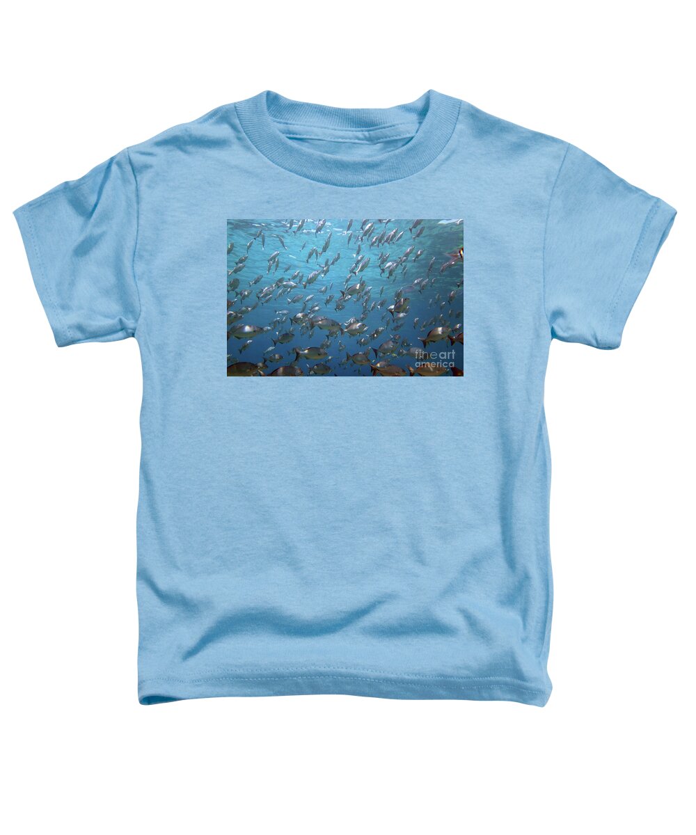 Unnderwater Toddler T-Shirt featuring the photograph Chub Convention by Daryl Duda