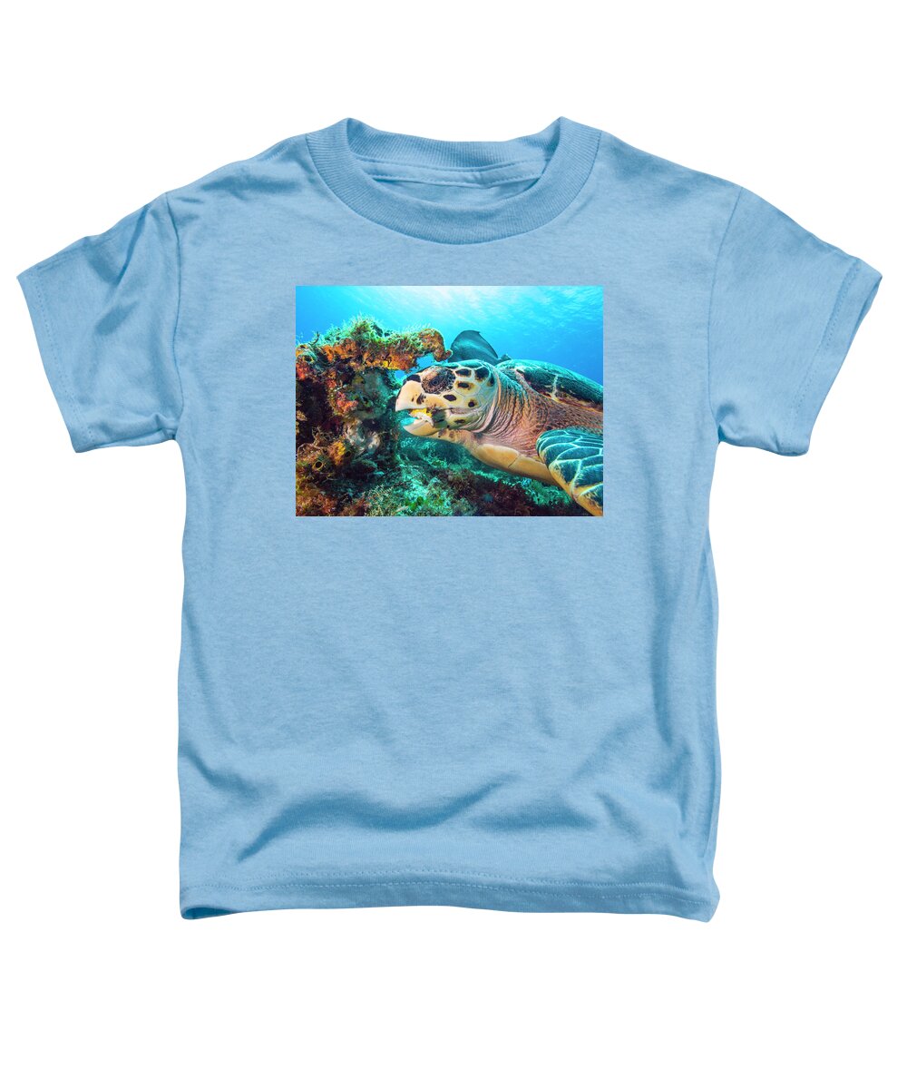 Green Turtle Toddler T-Shirt featuring the photograph Green Turtle Dining by Matt Swinden