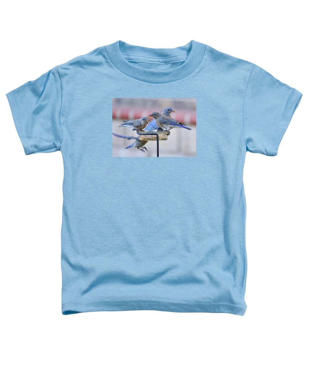 Linda Brody Toddler T-Shirt featuring the photograph Juvenile Bluebirds II by Linda Brody