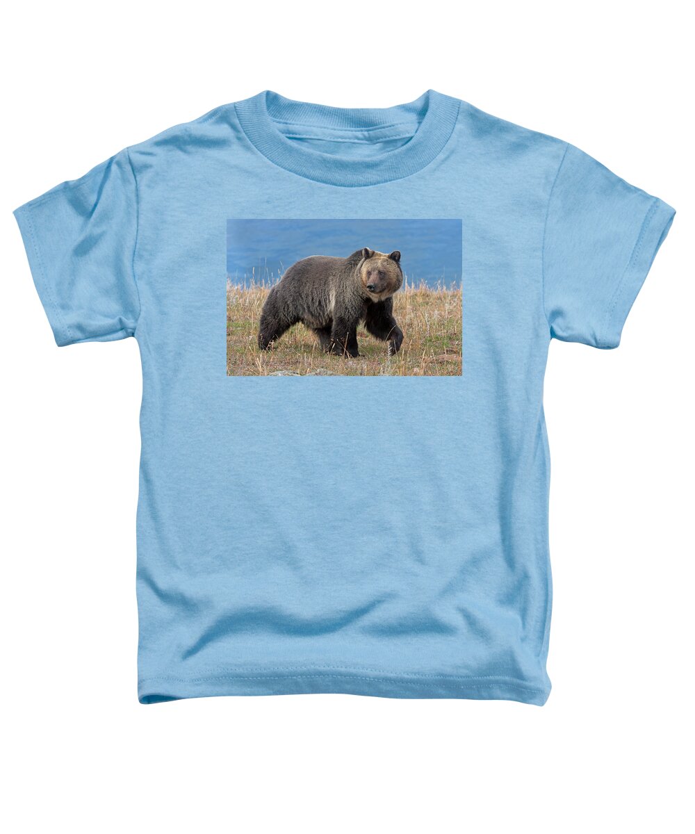 Mark Miller Photos Toddler T-Shirt featuring the photograph Lakeside Grizzly by Mark Miller