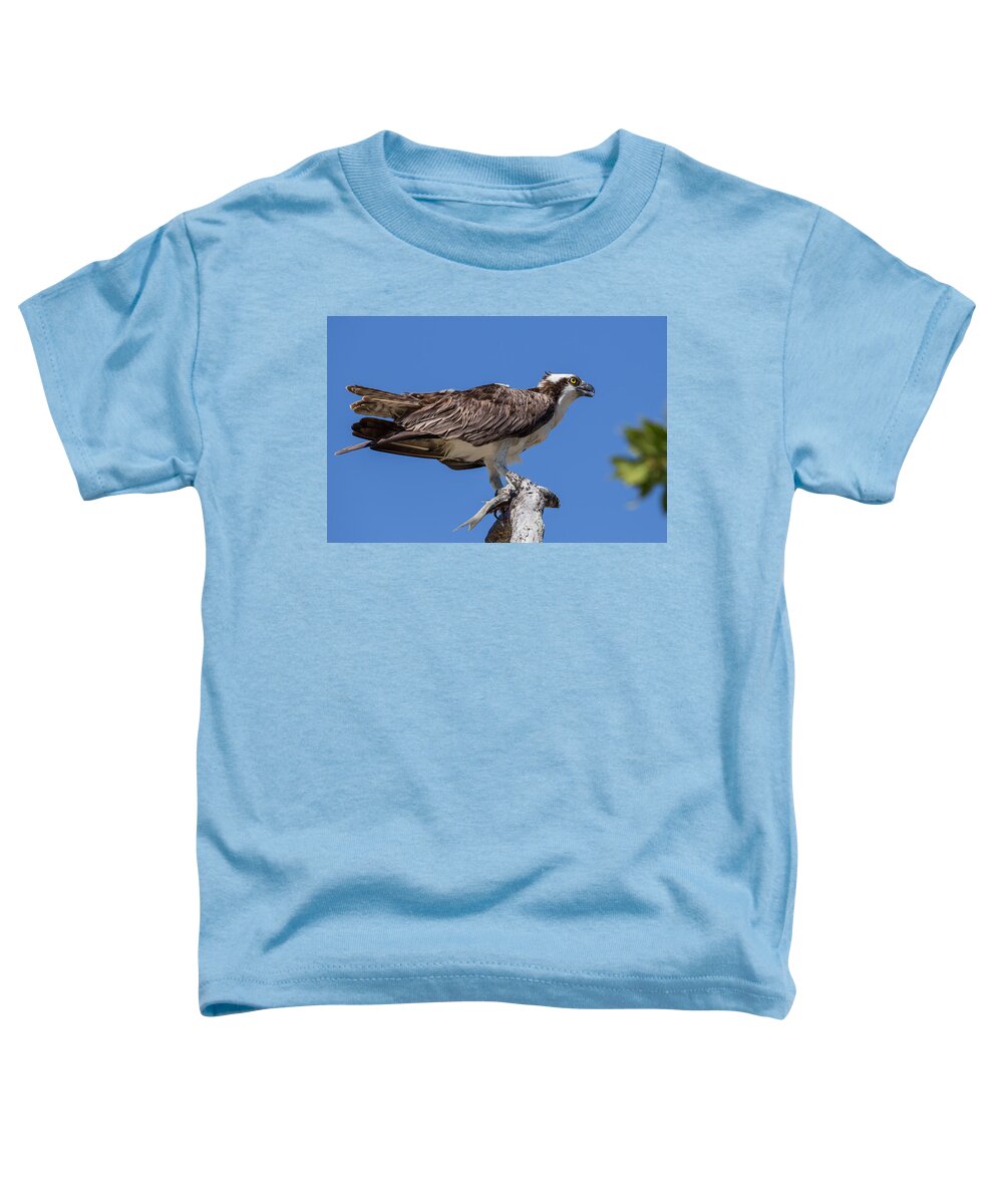 Florida Toddler T-Shirt featuring the photograph Lunch by Paul Schultz