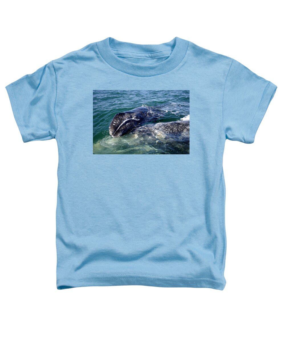 Grey Whale Toddler T-Shirt featuring the photograph Mother Grey Whale and baby calf by David Shuler