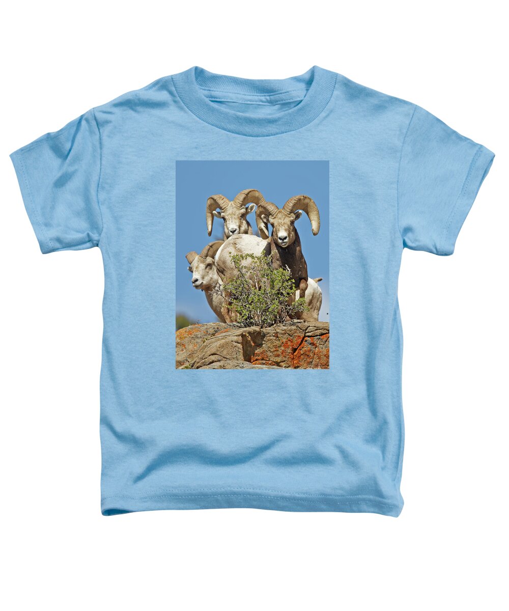 Bighorn Sheep Toddler T-Shirt featuring the photograph Three Big Boy Colorado Rams by Natural Focal Point Photography