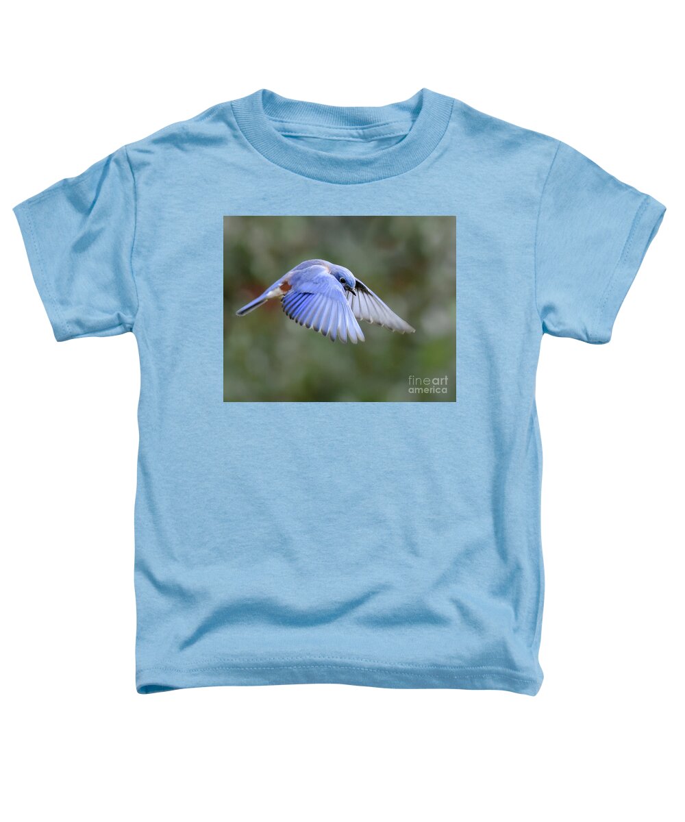Bluebird Toddler T-Shirt featuring the photograph Hovering Bluebird by Amy Porter