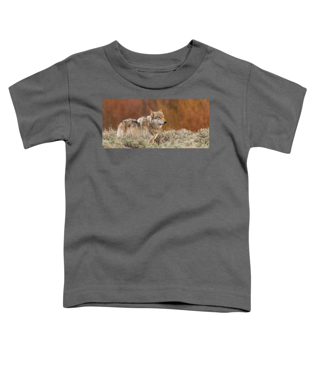 Wolf Toddler T-Shirt featuring the photograph Blacktail Survey #1 by Kevin Dietrich