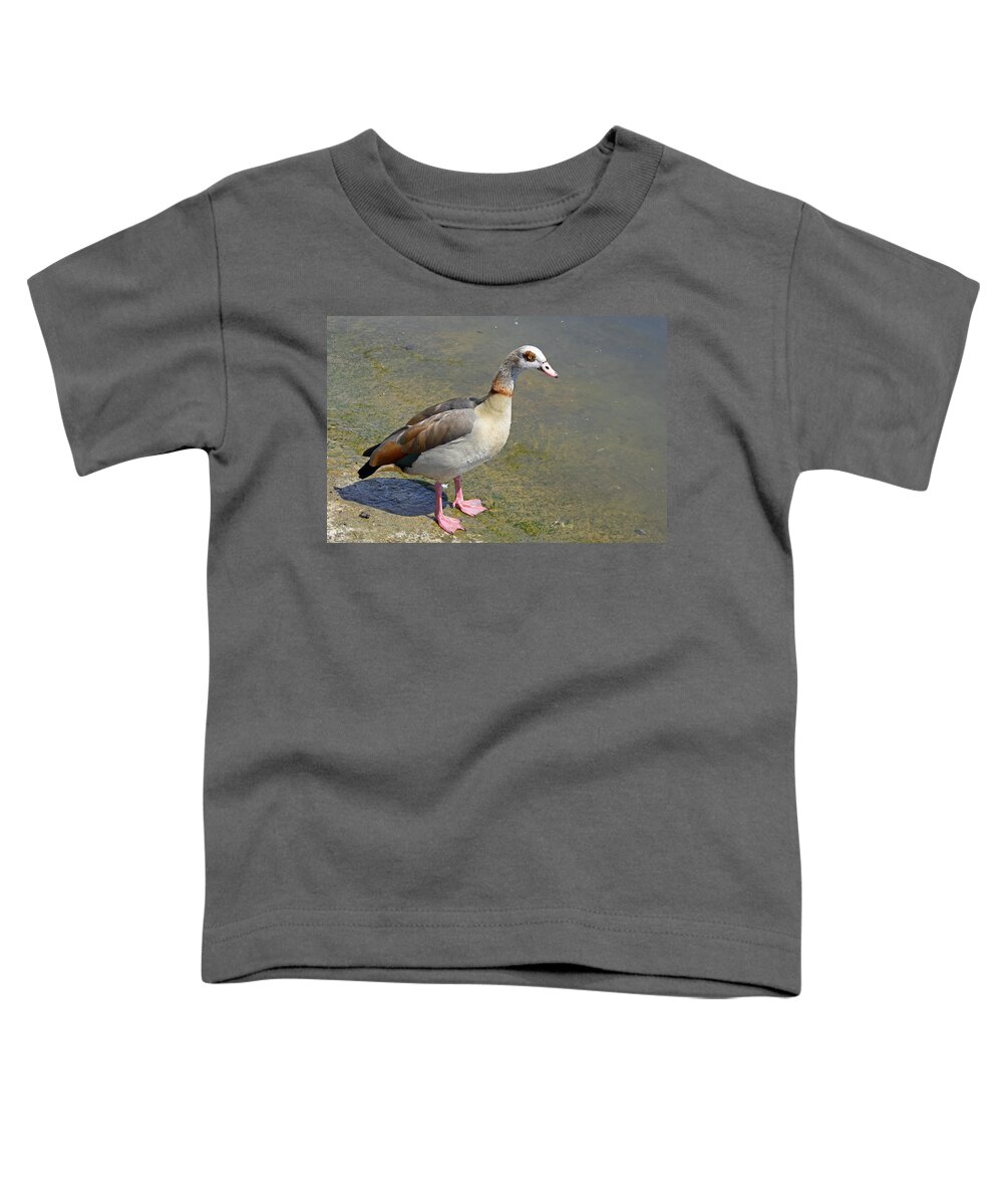 Birds Toddler T-Shirt featuring the photograph Egyptian Goose #1 by Tony Murtagh