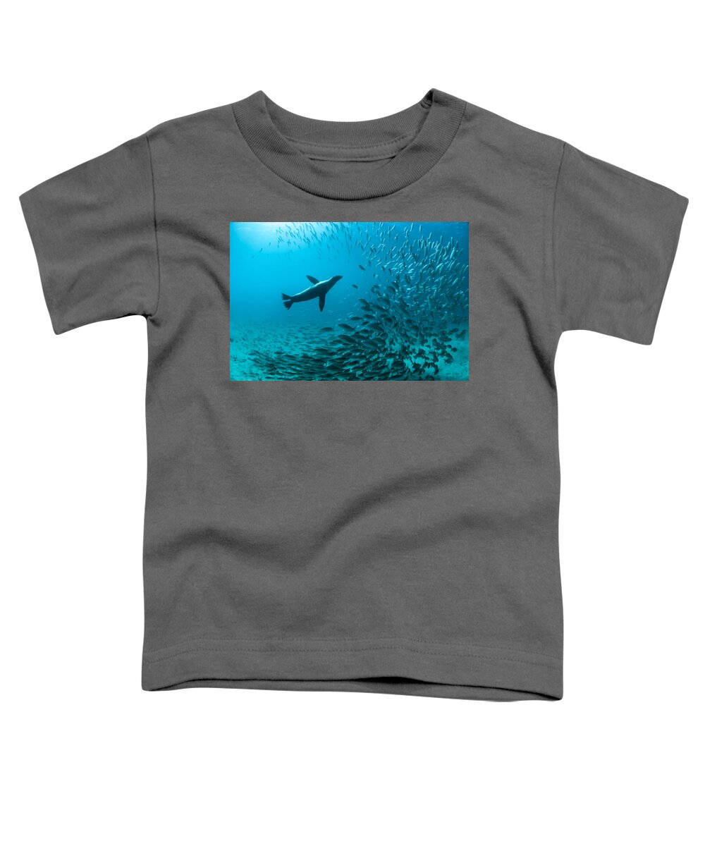 Tui De Roy Toddler T-Shirt featuring the photograph Galapagos Sea Lion Hunting Fish Rabida #1 by Tui De Roy